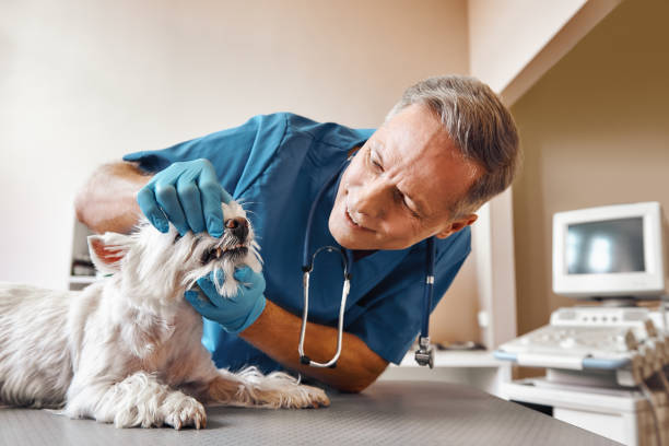 Best Broken or Cracked Tooth Emergency Dentist in Pineland, TX